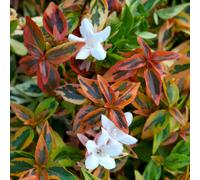 Richard Jackson Abelia Kaleidoscope 2 Litre Potted Plant
