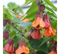 Richard Jackson Abutilon Orange Hot Lava 3l Pot