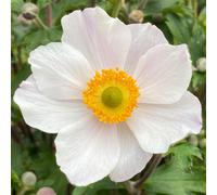 Richard Jackson Anemone Elfin Swan 1x 3 Litre Pot