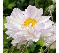 Richard Jackson Anemone Frilly Knickers 1x 3 Litre Pot
