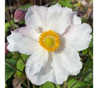 Richard Jackson Anemone Hupehensis Fantasy Elsa 2lt