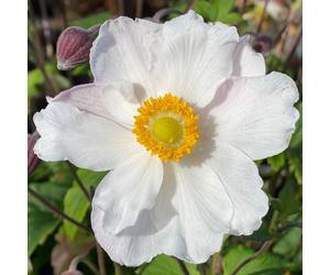 Richard Jackson Anemone Hupehensis Fantasy Elsa 2lt