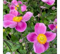 Richard Jackson Anemone Royal Pink 2l Pot