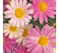 Richard Jackson Argyranthemum Lemon & Pink Power Plants 5x 5.5cm