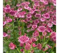 Richard Jackson Astrantia Roma 1x 3 Litre Pot