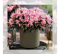 Richard Jackson Azalea Pink Spider in a 2l Pot