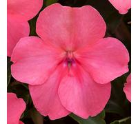 Richard Jackson Beautiful Busy Lizzies Power Plants 10 x 5.5cm