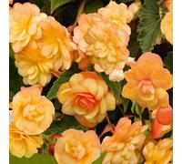 Richard Jackson Best Begonia Apricot Shades Power Plants 10 x 5.5cm
