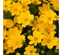 Richard Jackson Bidens Timeless Golden Empire Power Plants 5x 5.5cm