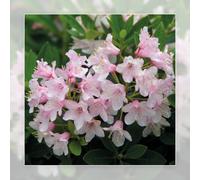 Richard Jackson Bloombux Pink 2L Pot