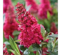Richard Jackson Buddleia Butterfly Candy Little Ruby 1x 3 Litre Pot