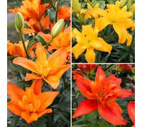 Richard Jackson Butterfly Lily Collection 12 Bulbs