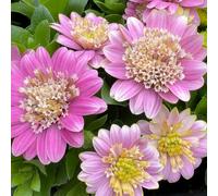 Richard Jackson Cape Daisy Double 5x 6cm Garden-Ready Plants PINK