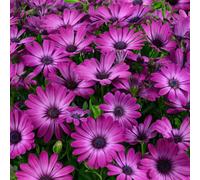 Richard Jackson Cape Daisy Purple