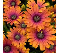 Richard Jackson Cape Daisy Sunrise