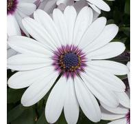 Richard Jackson Cape Daisy White