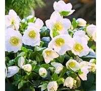 Richard Jackson Christmas Rose 2 Litre Potted Plant