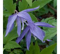 Richard Jackson Clematis Alpina Bredon Blue 1x 3 Litre Pot