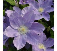 Richard Jackson Clematis Diana's Delight 1x 3 Litre Pot