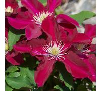 Richard Jackson Clematis Elpis