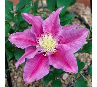 Richard Jackson Clematis Queens Nurse 1x 3 Litre Pot