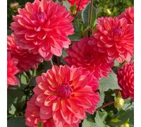 Richard Jackson Dahlia Coral Pink 3 Litre