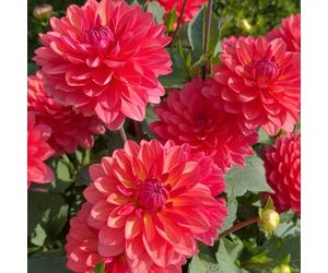 Richard Jackson Dahlia Coral Pink 3 Litre
