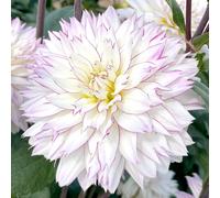 Richard Jackson Dahlia Crazy Love 3x Top Size Tubers