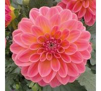 Richard Jackson Dahlia Tropical Punch 5 x 5.5cm Power Plants