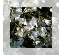 Richard Jackson Deutzia Kiftsgate 3l Pot