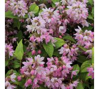 Richard Jackson Deutzia Strawberry Fields 2.3L Pot