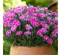 Richard Jackson Dianthus It-Girl 5x 6cm Garden Ready Plants
