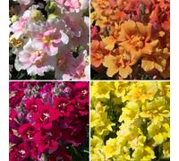 Richard Jackson Double flowered snapdragon Power Plants 5x 5.5cm