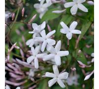 Richard Jackson Evergreen Chinese Jasmine 1x 3 Litre Pot