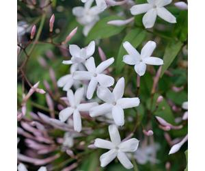 Richard Jackson Evergreen Chinese Jasmine 1x 3 Litre Pot