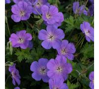 Richard Jackson Geranium Bloom Me Away 2l pot