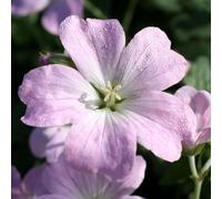 Richard Jackson Geranium Dreamland 2l pot