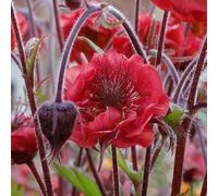 Richard Jackson Geum Flames of Passion 1x 1 Litre Pot