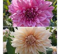 Richard Jackson Giant Flowered Dahlias 4x Top Size Tubers