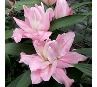 Richard Jackson Giant Flowered Pollen Free Lily 5 Bulbs