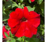 Richard Jackson Giant Flowered Surfinia Petunias 10x Power Plants