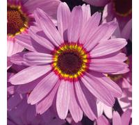 Richard Jackson Grandaisy Big Pink Power Plants 5x 5.5cm