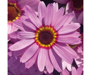 Richard Jackson Grandaisy Big Pink Power Plants 5x 5.5cm