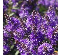 Richard Jackson Hebe Claret Crush in a 2L Pot