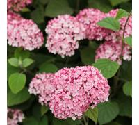 Richard Jackson Hydrangea Beauty Bell Pink 2.3l pot