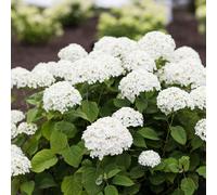 Richard Jackson Hydrangea Beauty Bell White 2.3L Pot