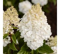 Richard Jackson Hydrangea Living Little Blossom 2l pot