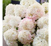 Richard Jackson Hydrangea Living Little Rosy 2.3L Pot