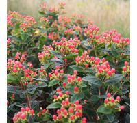 Richard Jackson Hypericum Grandeur 2L Potted Plant