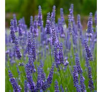 Richard Jackson Lavander Anniversary Bouquet 3l pot